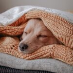 dog_sleeping